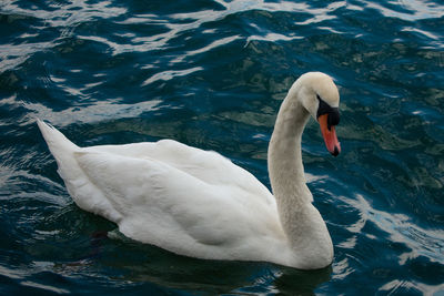 High angle view of swan swimming in lake