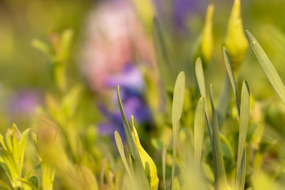 Close-up of purple flowering plants on field