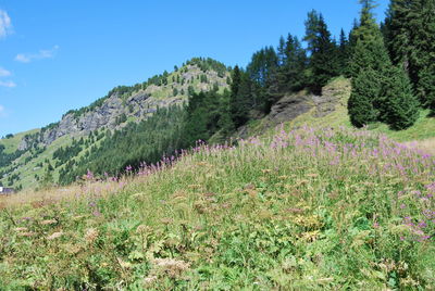 Scenic view of grassy field against sky