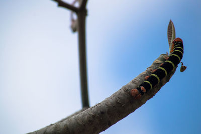 Close-up of caterpillar on plant stem
