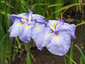 Close-up of purple iris flower on field