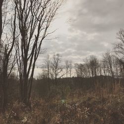 Bare trees against sky