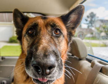 Close-up portrait of dog looking at camera