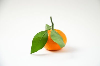 Close-up of orange fruit against white background