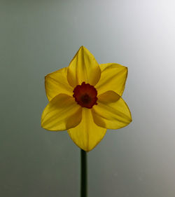 Close-up of yellow flower