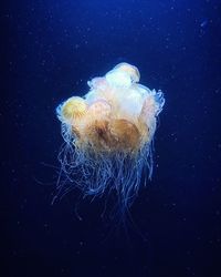 Close-up of jellyfish in sea