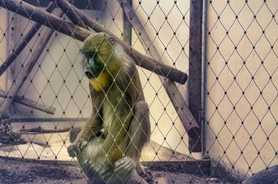 Fence in cage at zoo