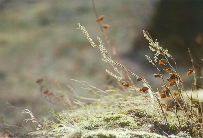 Close-up of plant on field