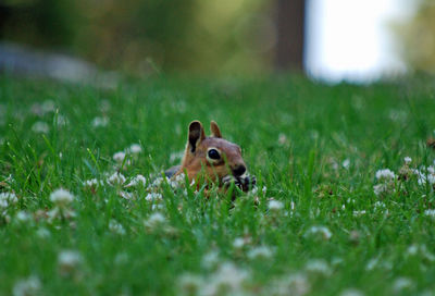 Close-up of an animal on grass