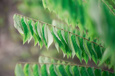 Close-up of leaves