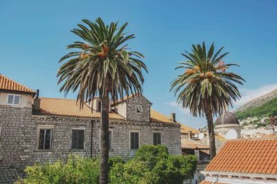 Low angle view of coconut palm tree in town against blue sky