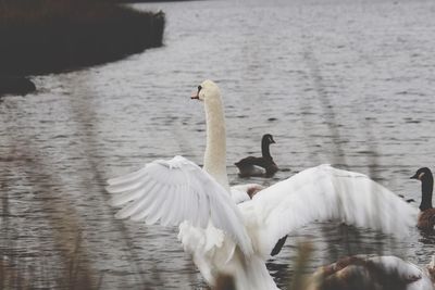 Swans swimming in lake