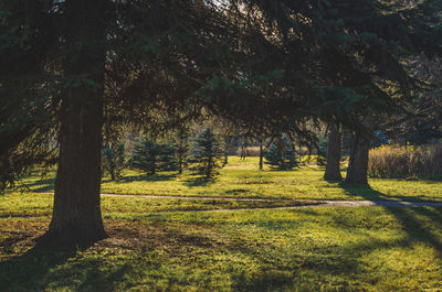 Trees on field in forest