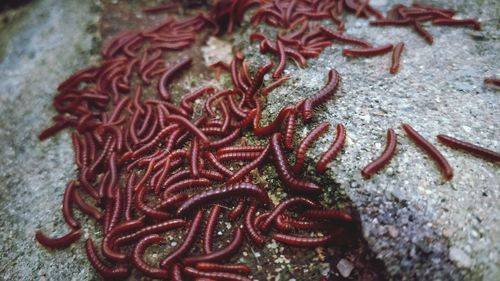 High angle view of red chili peppers on table