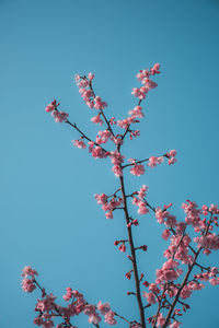 Low angle view of tree against clear blue sky