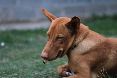 Close-up of dog looking away