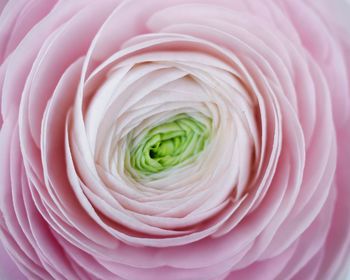 Full frame shot of pink rose