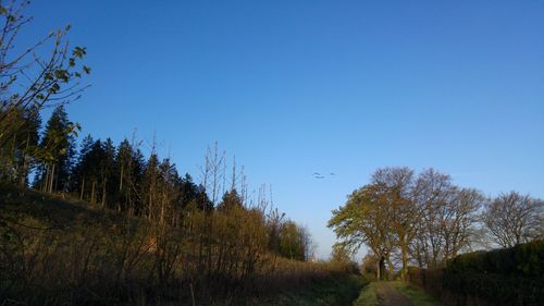 Scenic view of field against clear blue sky