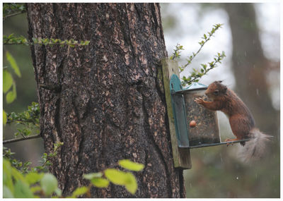 Squirrel on tree trunk