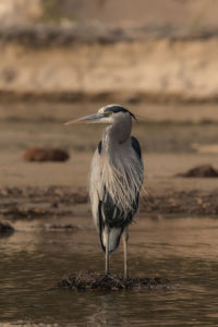 Bird perching on the beach