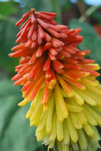 Close-up of aloe vera flowers growing outdoors