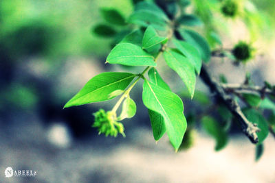 Close-up of plant