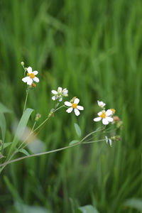 Close-up of white flowering plants on field