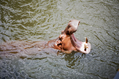 High angle view of duck swimming in lake