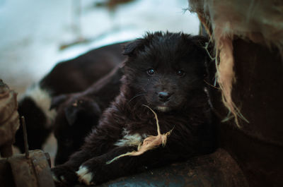 Portrait of puppy sitting outdoors