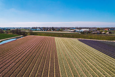 Scenic view of agricultural field against blue sky