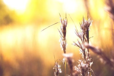 Close-up of plant on field against sky during sunset