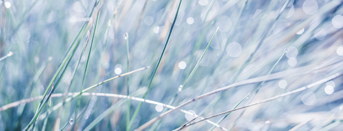 grass