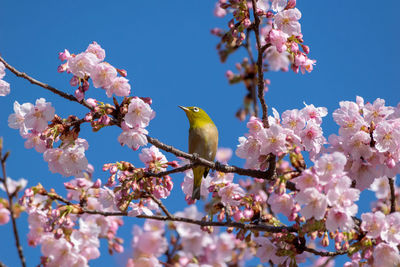 Low angle view of cherry blossom tree