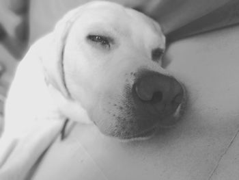 Close-up portrait of dog