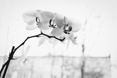 Close-up of flowers blooming outdoors