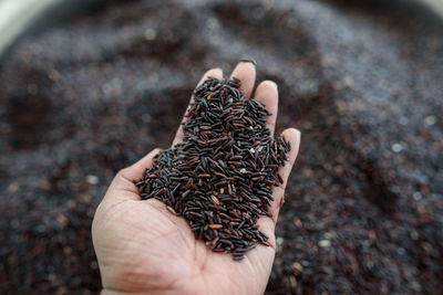 Close-up of hand holding crops