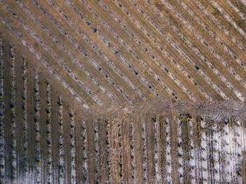 Full frame shot of rice field