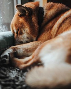 Close-up of dog sleeping by window at home