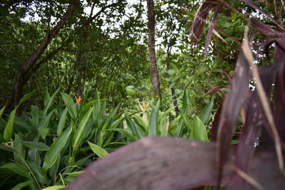 Close-up of fresh green plants