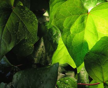 Close-up of water drops on plant