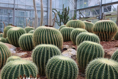 Close-up of succulent plants in greenhouse