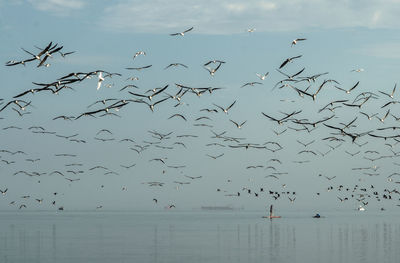 Flock of birds flying over sea