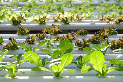 Close-up of flowers on plant