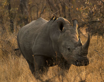 Rhino standing in a field