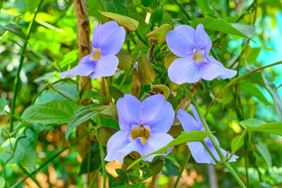 Close-up of purple flowering plant