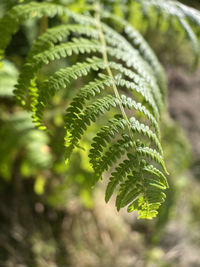 Close-up of fern leaves