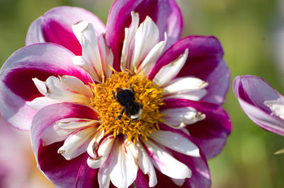 Close-up of honey bee on flower