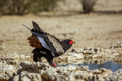 Bateleur Eagle