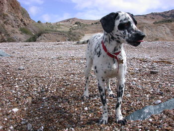 Dog standing on field