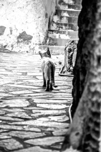 Dog standing outdoors